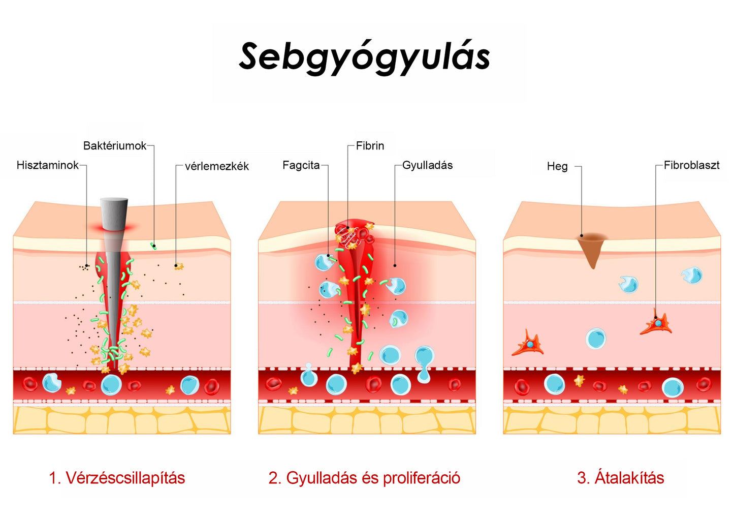 🇭🇺👨‍⚕️✅Moauou® GHK-Cu™ Mikrotűs Regeneráló Tapasz – ⚡kevesebb duzzanat, könnyebb lábak, kevésbé látható erek már 7–14 nap alatt